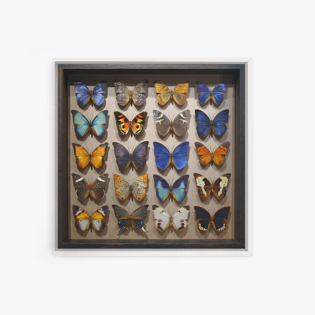 Framed Butterfly Collection Canvas Print, Maximalist Art, Fine Art Print, Living Room Decor, Fine Art, Maximal, Digital Prints, MAX-1x1-95