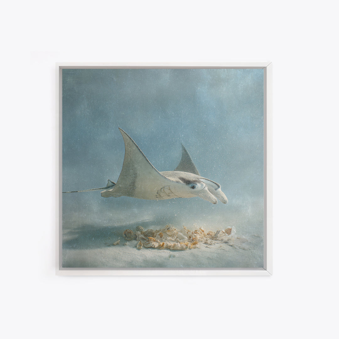 Manta Ray Flying Through Underwater Light Framed Canvas Print, Marine Life Art, Ocean Prints, Living Room Decor, Marine, MLA-1x1-38
