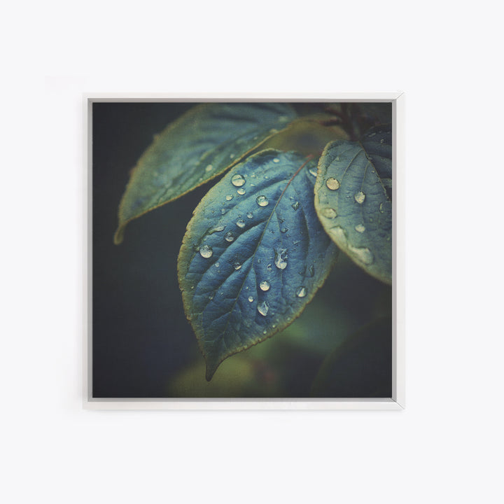Rain Drops on a Large Green Leaf Framed Canvas Print, Nature Art, Statement Artwork, Living Room Decor, Fine Art, Nature, NAT-1x1-33