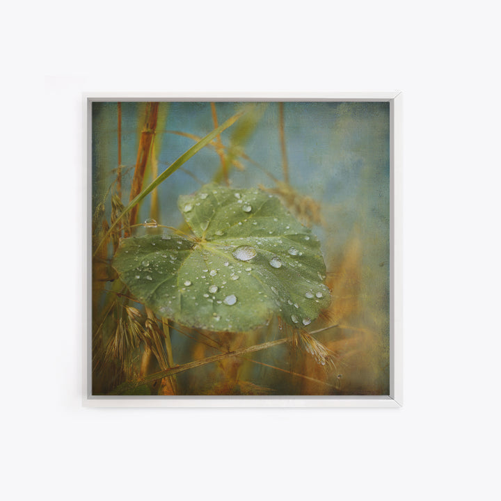Rain Drops on a Large Green Leaf Framed Canvas Print, Nature Art, Statement Artwork, Living Room Decor, Fine Art, Nature, NAT-1x1-57