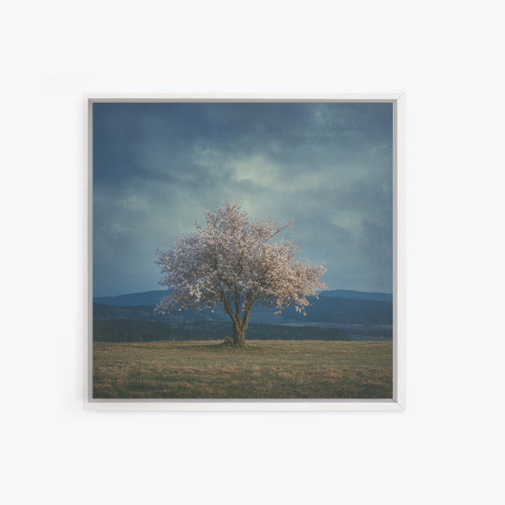 Spring Cherry Blossoms Framed Canvas Print, Nature Art, Modern Wall Art, Living Room Decor, Fine Art, Nature, Mountain Art, NAT-1x1-64