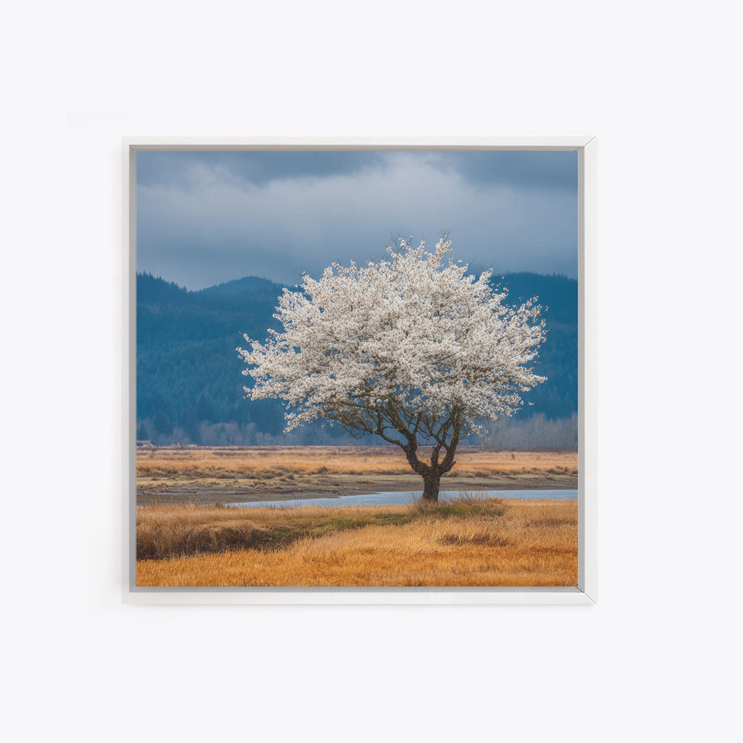 Spring Cherry Blossoms Framed Canvas Print, Nature Art, Textured Painting, Living Room Decor, Fine Art, Nature, NAT-1x1-88