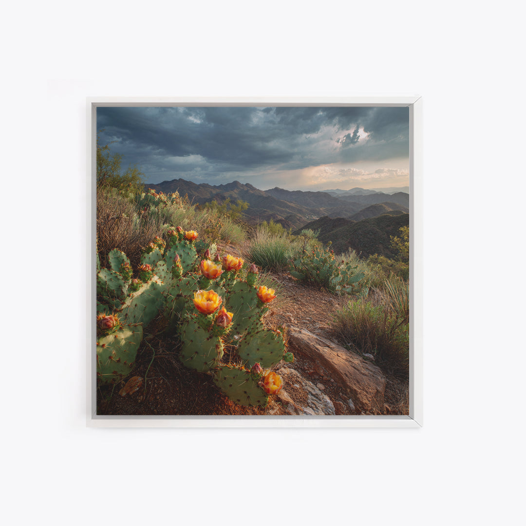 Desert Cactus Blooming After Rain Canvas Print, Nature Art, Nature Wall Art, Living Room Decor, Fine Art, Nature, NAT-1x1-92