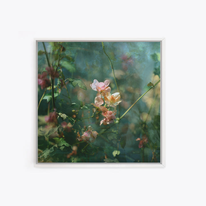 Sunset over Garden Flowers and Vines Framed Canvas Print, Patio Art, Fine Art Print, Patio Decor, Fine Art, Outdoor, Wall Decor, PAT-1x1-79