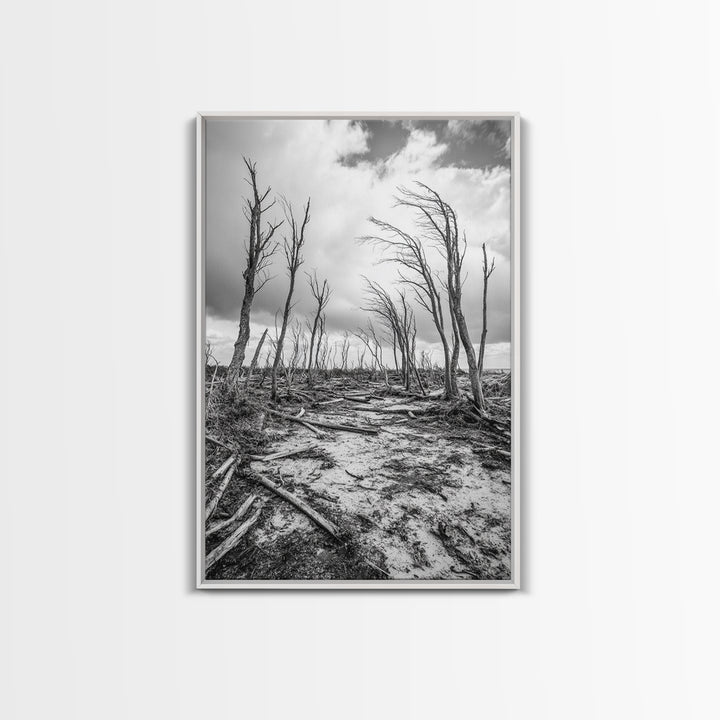 Windblown Trees, stormy sky, moody landscape, wabi sabi art, black and white, framed canvas print, rustic decor, nature photography