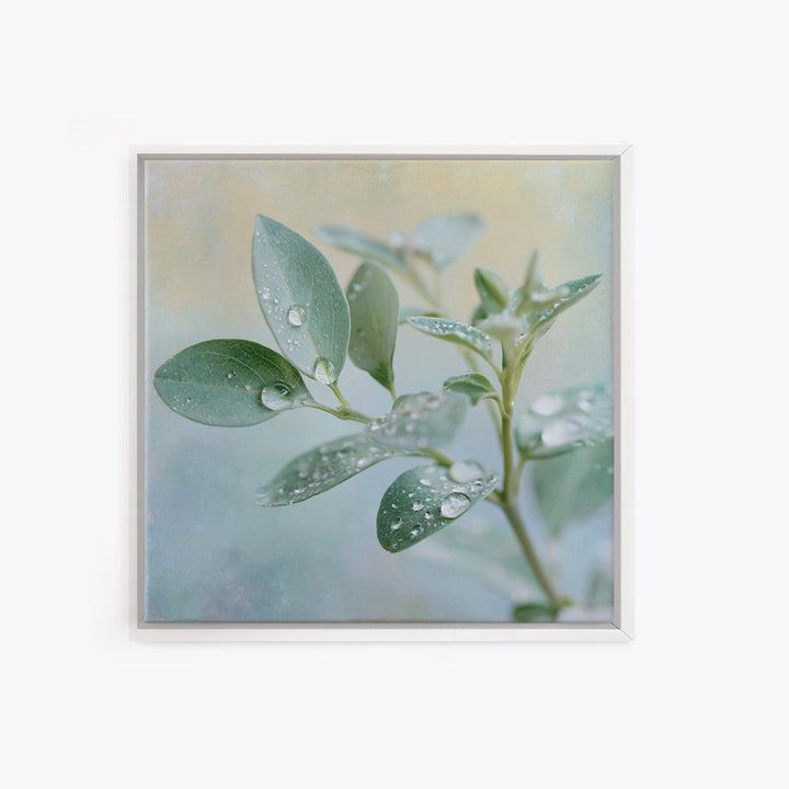 Rain on Leaves Framed Canvas Print, Spa Art, Art Print, Spa Decor, Serenity, Botanical Art, Nature Prints, Travel Poster, SPA-1x1-40