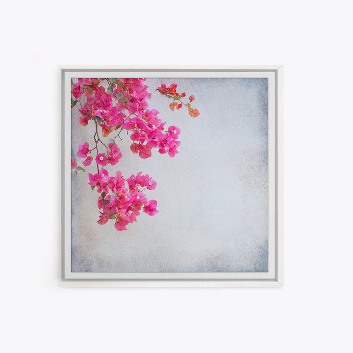Pink Bougainvillea over White Wall Framed Canvas Print, Tropical Art, Room Decor, Living Room Decor, Fine Art, Tropic, TRO-1x1-40