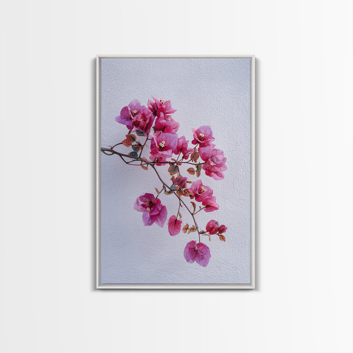 Pink Bougainvillea over White Wall Framed Canvas Print, Tropical Art, Modern Decor, Living Room Decor, Fine Art, Tropic, TRO-2x3-24