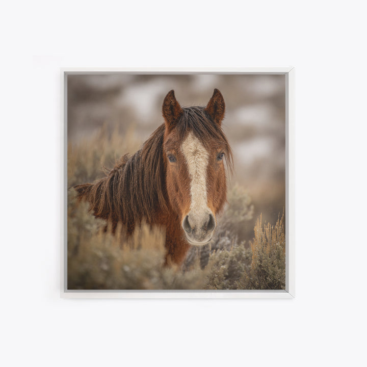 Wild Horse Portrait Framed Canvas Print, Wall Art, Boho Decor, Living Room Decor, Fine Art, Painting, Art Print, WAL-1x1-37