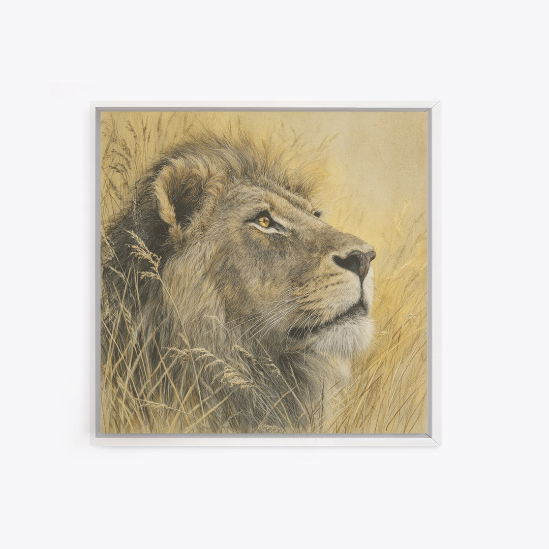 Lion Emerging from Golden Savanna Grass Framed Canvas Print, Wildlife Art, Rustic Home Decor, Living Room Decor, Fine Art, Wild, WIL-1x1-1