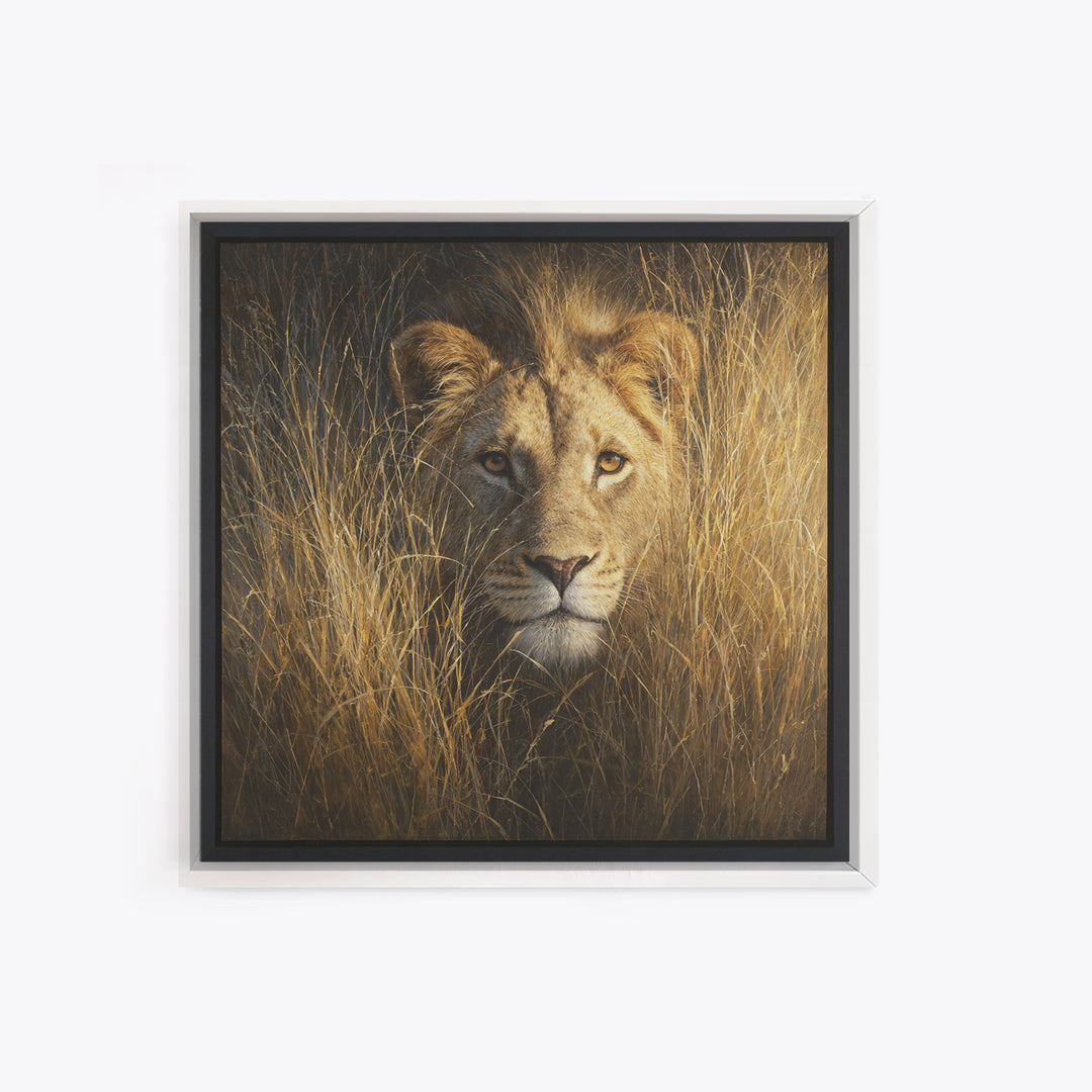 Lion Emerging from Golden Savanna Grass Canvas Print, Wildlife Art, Modern Decor, Living Room Decor, Fine Art, Wild, Home Decor, WIL-1x1-49