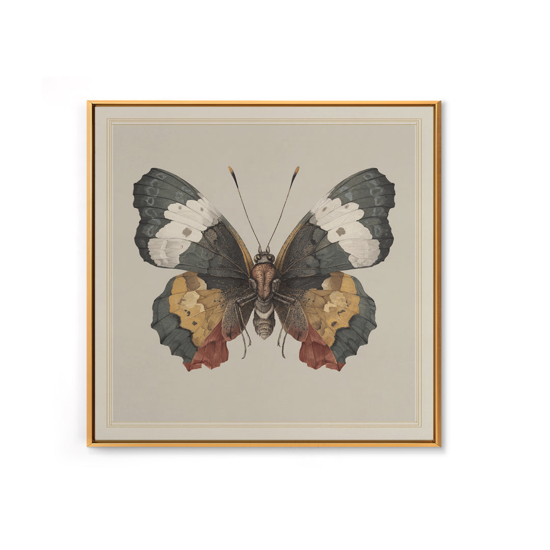 Butterfly Specimen Composition Framed Canvas Print, Animal Art, Original Art, Living Room Decor, Creature, Trendy Wall Art, ANI-1x1-47