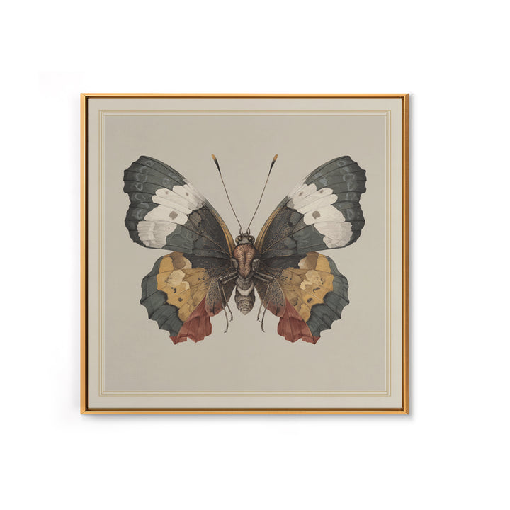 Butterfly Specimen Composition Framed Canvas Print, Animal Art, Original Art, Living Room Decor, Creature, Trendy Wall Art, ANI-1x1-47
