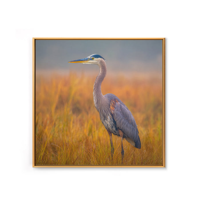 Blue Heron Standing Framed Canvas Print, Animal Art, Statement Artwork, Living Room Decor, Fine Art, Creature, Wall Decor, ANI-1x1-83