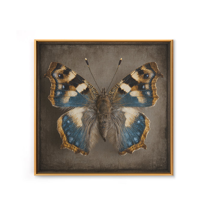 Butterfly Specimen Composition Canvas Print, Animal Art, Neutral Decor, Living Room Decor, Fine Art, Creature, Wall Art, ANI-1x1-95
