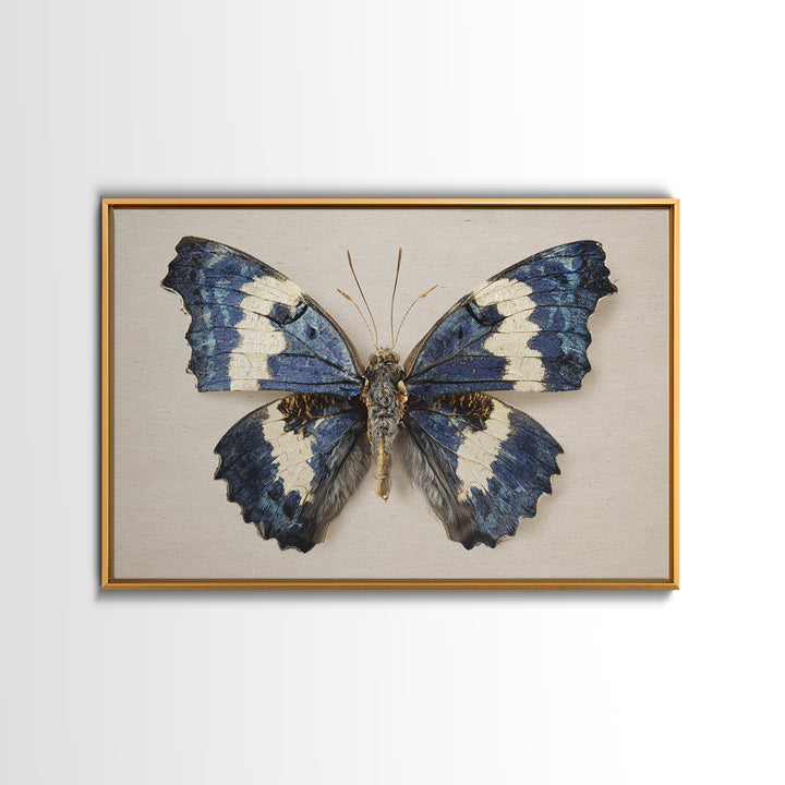 Butterfly Specimen Composition Framed Canvas Print, Animal Art, Farmhouse Decor, Living Room Decor, Fine Art, Creature, ANI-3x2-27