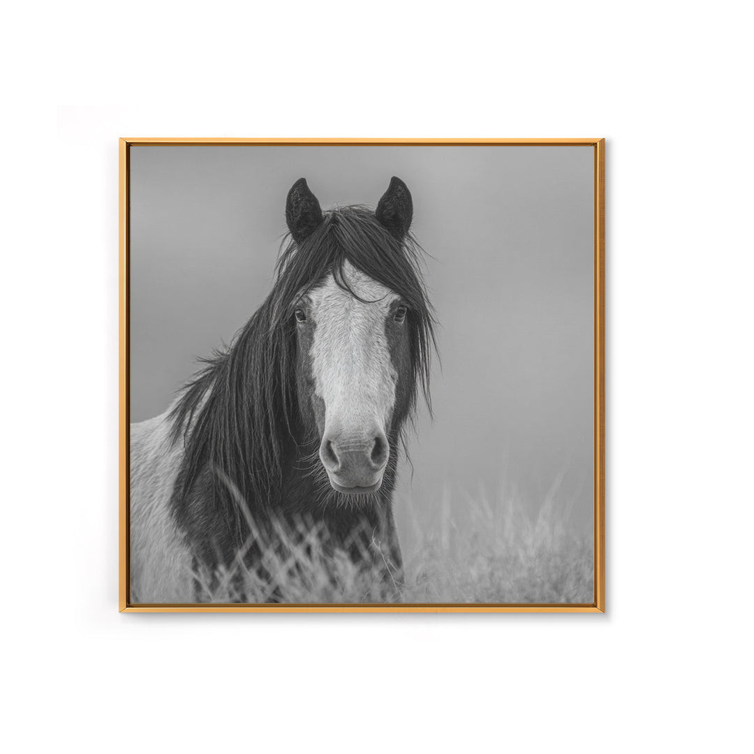 Black and White Wild Horse Portrait Canvas Print, Black and White Art, Fine Art Print, Living Room Decor, Oil Painting, BAW-1x1-5