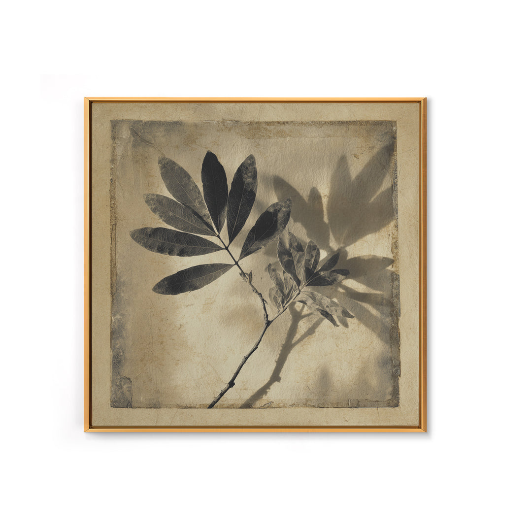 Black and White Botanical Specimen Plate Canvas Print, Black and White Art, Cabin Decor, Living Room Decor, Monochrome, BAW-1x1-71