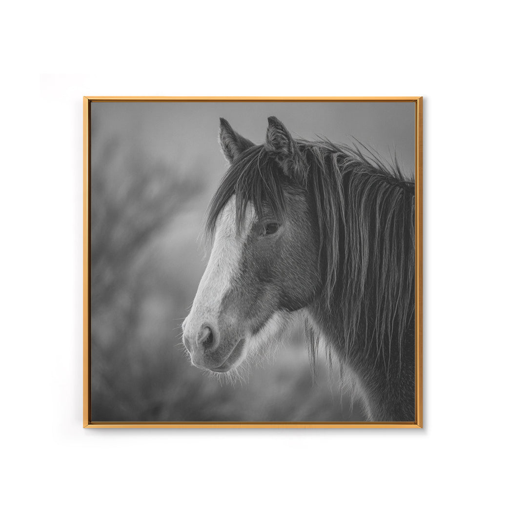 Black and White Wild Horse Portrait Canvas Print, Black and White Art, Art, Living Room Decor, Monochrome, Original Art, BAW-1x1-77