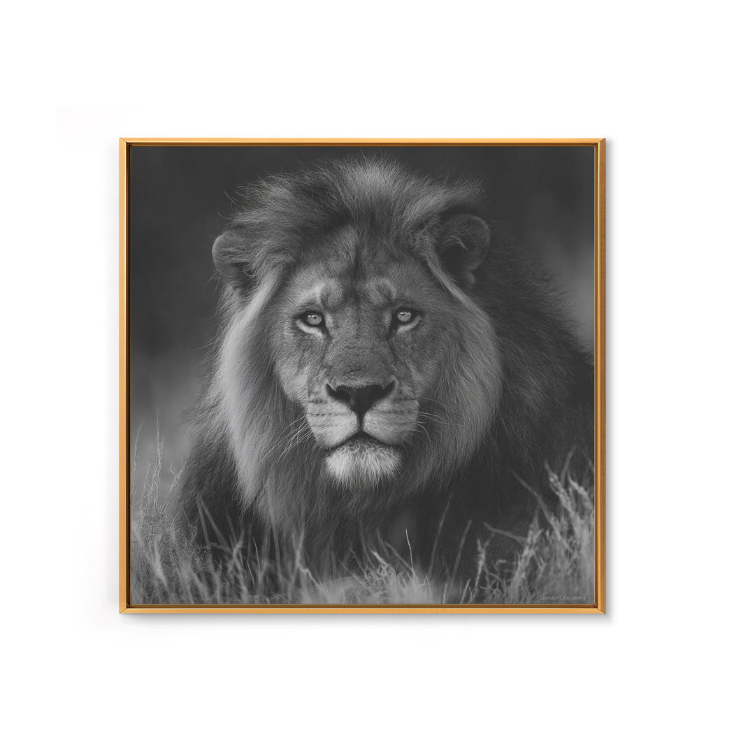 Dramatic Black and White Lion Portrait Canvas Print, Black and White Art, Contemporary Art, Living Room Decor, Monochrome, BAW-1x1-89