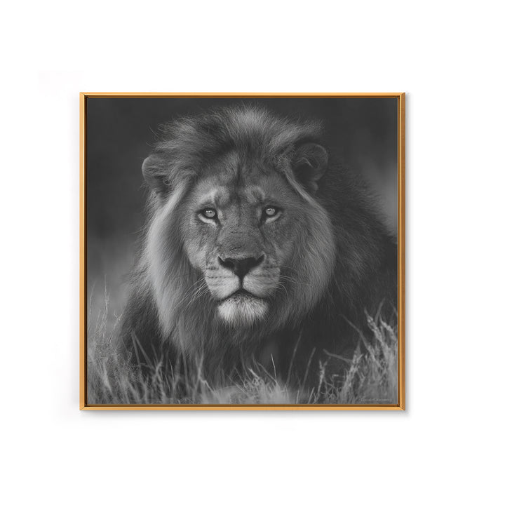 Dramatic Black and White Lion Portrait Canvas Print, Black and White Art, Contemporary Art, Living Room Decor, Monochrome, BAW-1x1-89
