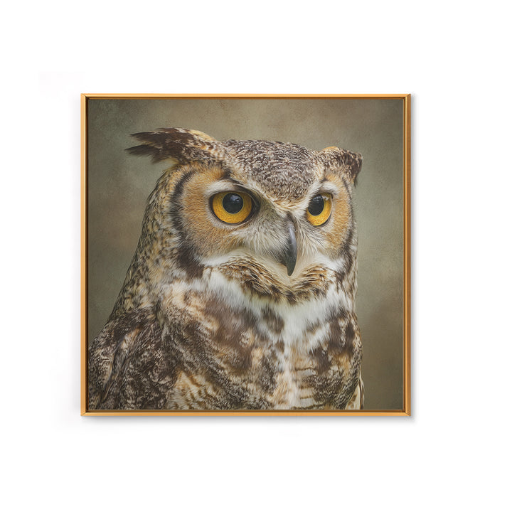 Owl Portrait with Wise Golden Eyes Framed Canvas Print, Bird Art, Fine Art Print, Living Room Decor, Fine Art, Flight, BIR-1x1-53