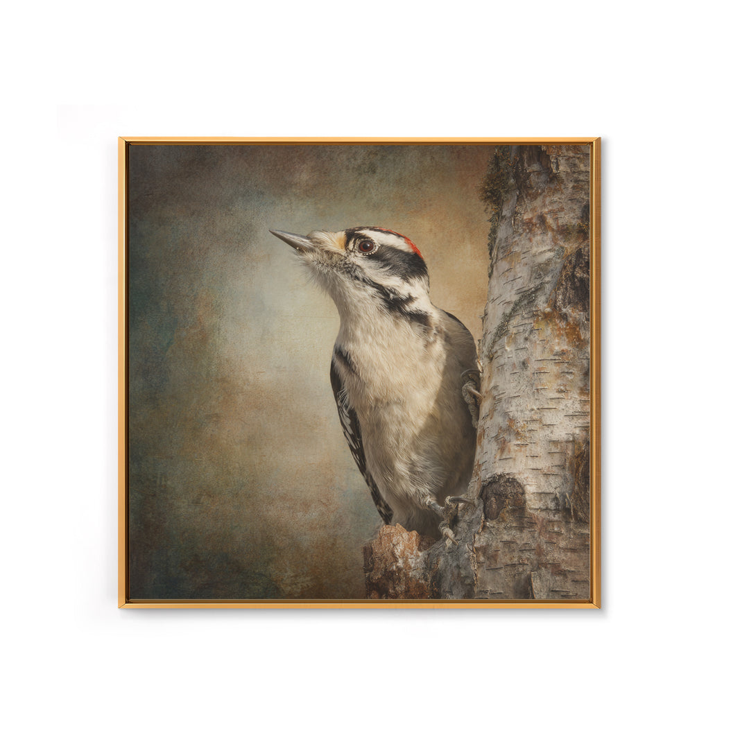 Woodpecker on Birch Bark Texture Framed Canvas Print, Bird Art, Luxury Decor, Living Room Decor, Oil Painting, Flight, BIR-1x1-93