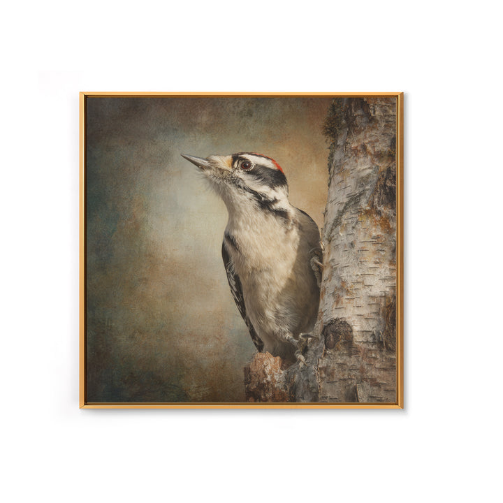 Woodpecker on Birch Bark Texture Framed Canvas Print, Bird Art, Luxury Decor, Living Room Decor, Oil Painting, Flight, BIR-1x1-93