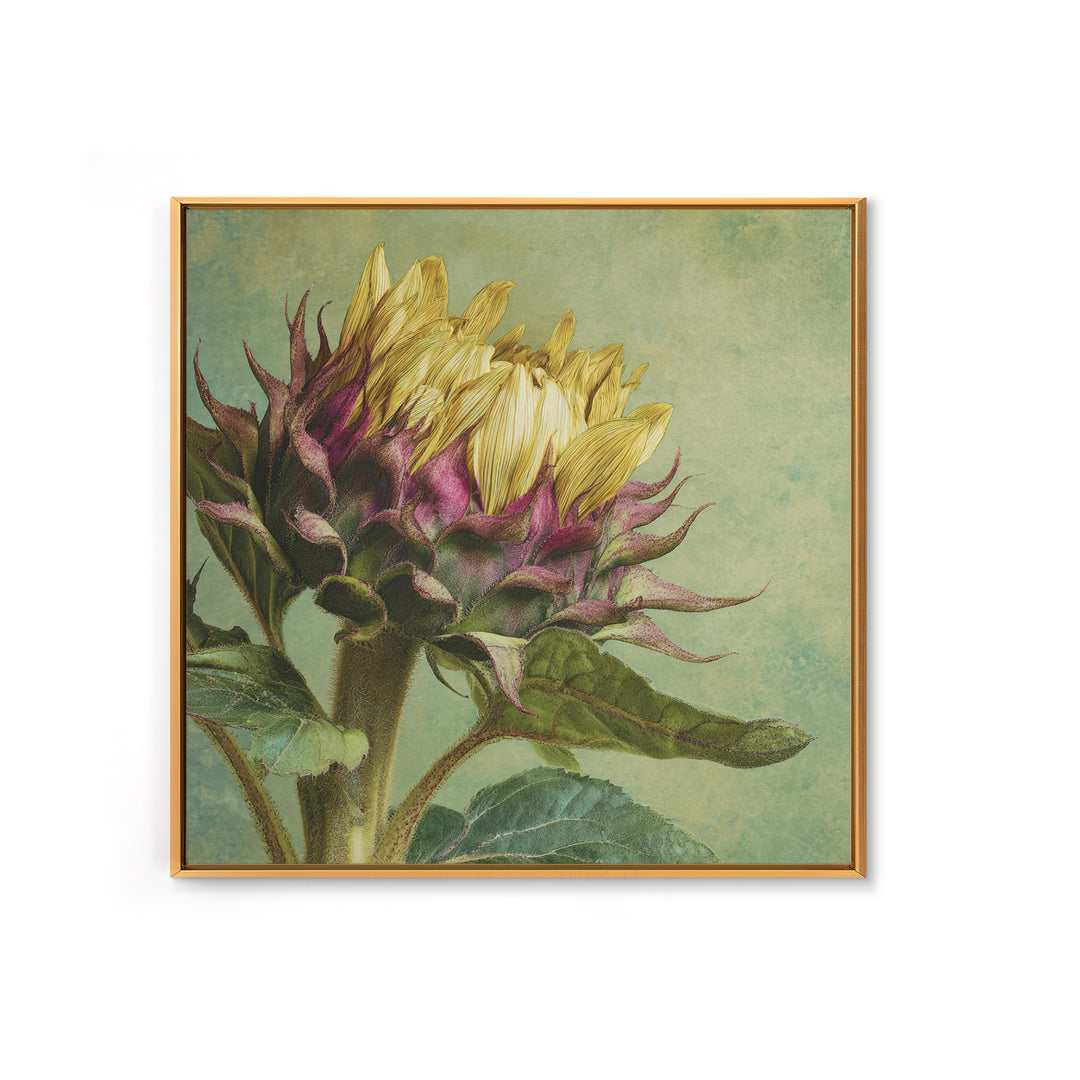 Sunflower Head Closeup Framed Canvas Print, Botanical Art, Framed Wall Art, Living Room Decor, Botanic, Boho Wall Decor, BOT-1x1-16