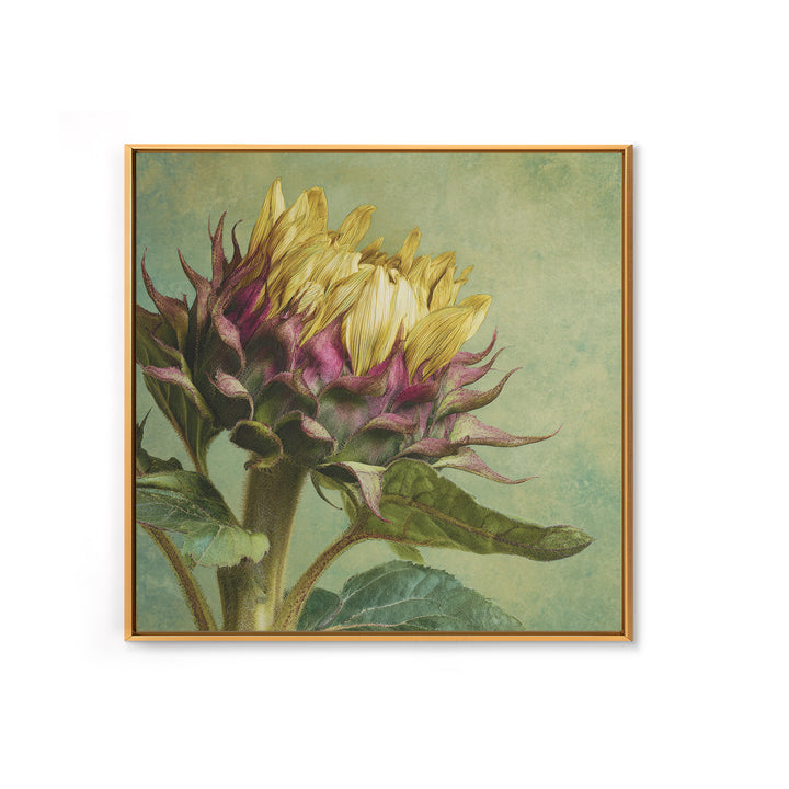Sunflower Head Closeup Framed Canvas Print, Botanical Art, Framed Wall Art, Living Room Decor, Botanic, Boho Wall Decor, BOT-1x1-16