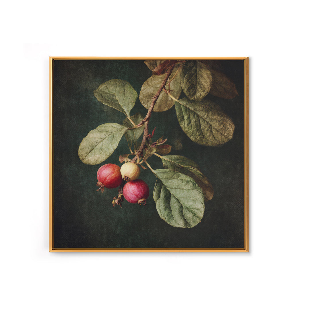 Fig Branch with Fruit and Broad Leaves Framed Canvas Print, Botanical Art, Neutral Decor, Living Room Decor, Oil Painting, BOT-1x1-63