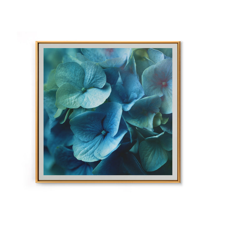 Blue Hydrangea Cluster Framed Canvas Print, Botanical Art, Modern Wall Art, Living Room Decor, Fine Art, Botanic, BOT-1x1-66