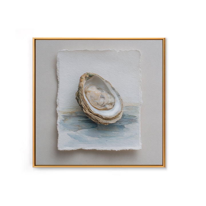Oyster Shell Study Framed Canvas Print, Coastal Art, Beach Art, Coastal Decor, Oil Painting, Coastal, Room Decor, COA-1x1-51