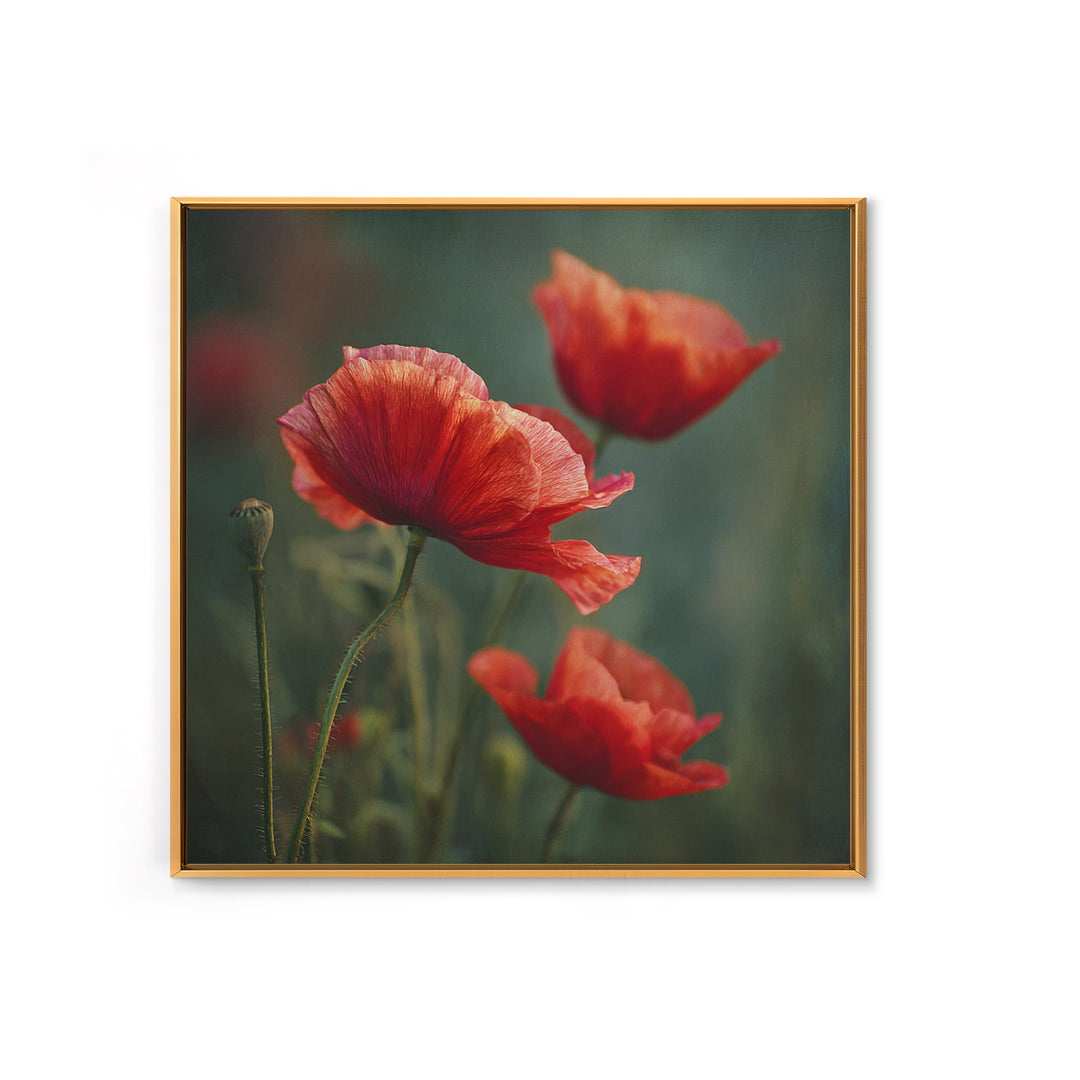 Poppy Field with Red Petals and Green Framed Canvas Print, Floral Art, Gallery Decor, Living Room Decor, Fine Art, Bloom, FLO-1x1-32