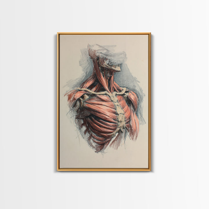 Anatomical Muscle Study Framed Canvas Print, Fitness Studio Art, Modern Decor, Gym Decor, Abstract Art, Motion, FSA-2x3-17
