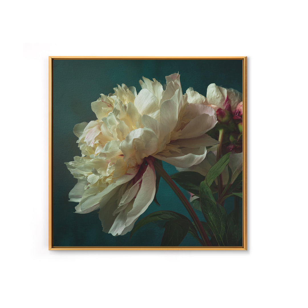 Romantic Neutral Peony Closeup Canvas Print, Master Bedroom, Vinyl Wall Decal, Bedroom Decor, Fine Art, Sanctuary, MAS-1x1-26