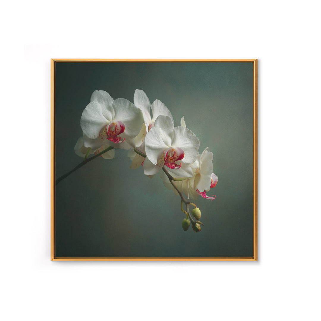 White Orchids Against Warm Gray Background Framed Canvas Print, Master Bedroom, Bedroom Decor, Abstract Art, Sanctuary, MAS-1x1-57
