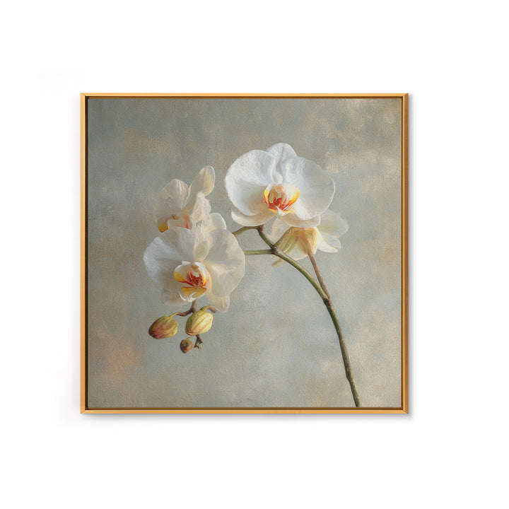 White Orchids Against Warm Gray Background Canvas Print, Master Bedroom, Art Print, Bedroom Decor, Fine Art, Sanctuary, MAS-1x1-81