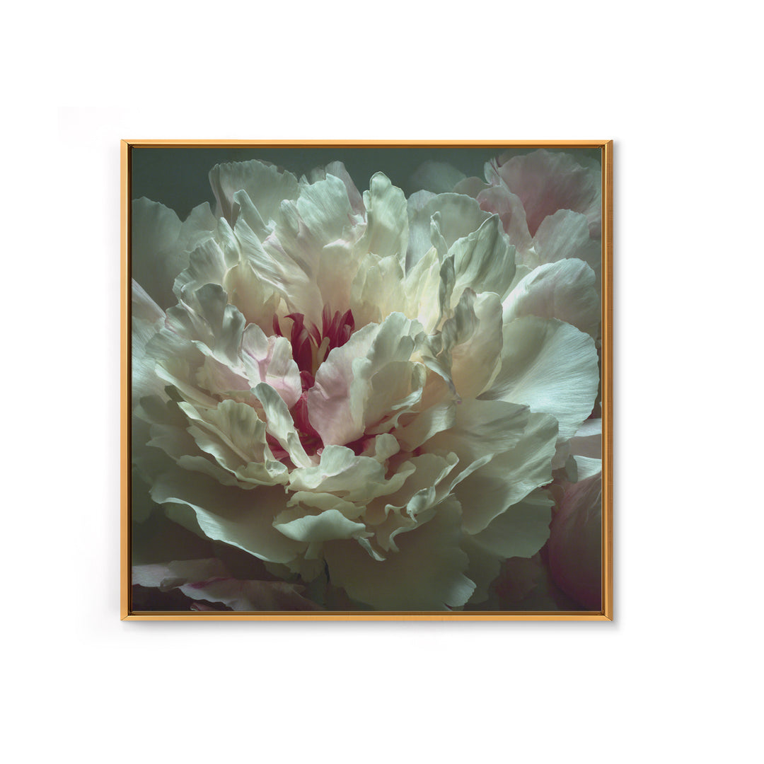 Romantic Neutral Peony Closeup Canvas Print, Master Bedroom, Textured Painting, Bedroom Decor, Fine Art, Sanctuary, Wall Decal, MAS-1x1-98