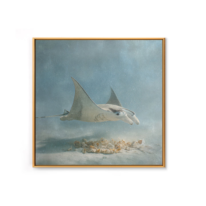 Manta Ray Flying Through Underwater Light Framed Canvas Print, Marine Life Art, Ocean Prints, Living Room Decor, Marine, MLA-1x1-38