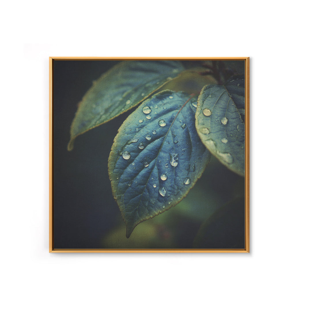 Rain Drops on a Large Green Leaf Framed Canvas Print, Nature Art, Statement Artwork, Living Room Decor, Fine Art, Nature, NAT-1x1-33