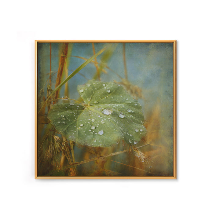 Rain Drops on a Large Green Leaf Framed Canvas Print, Nature Art, Statement Artwork, Living Room Decor, Fine Art, Nature, NAT-1x1-57