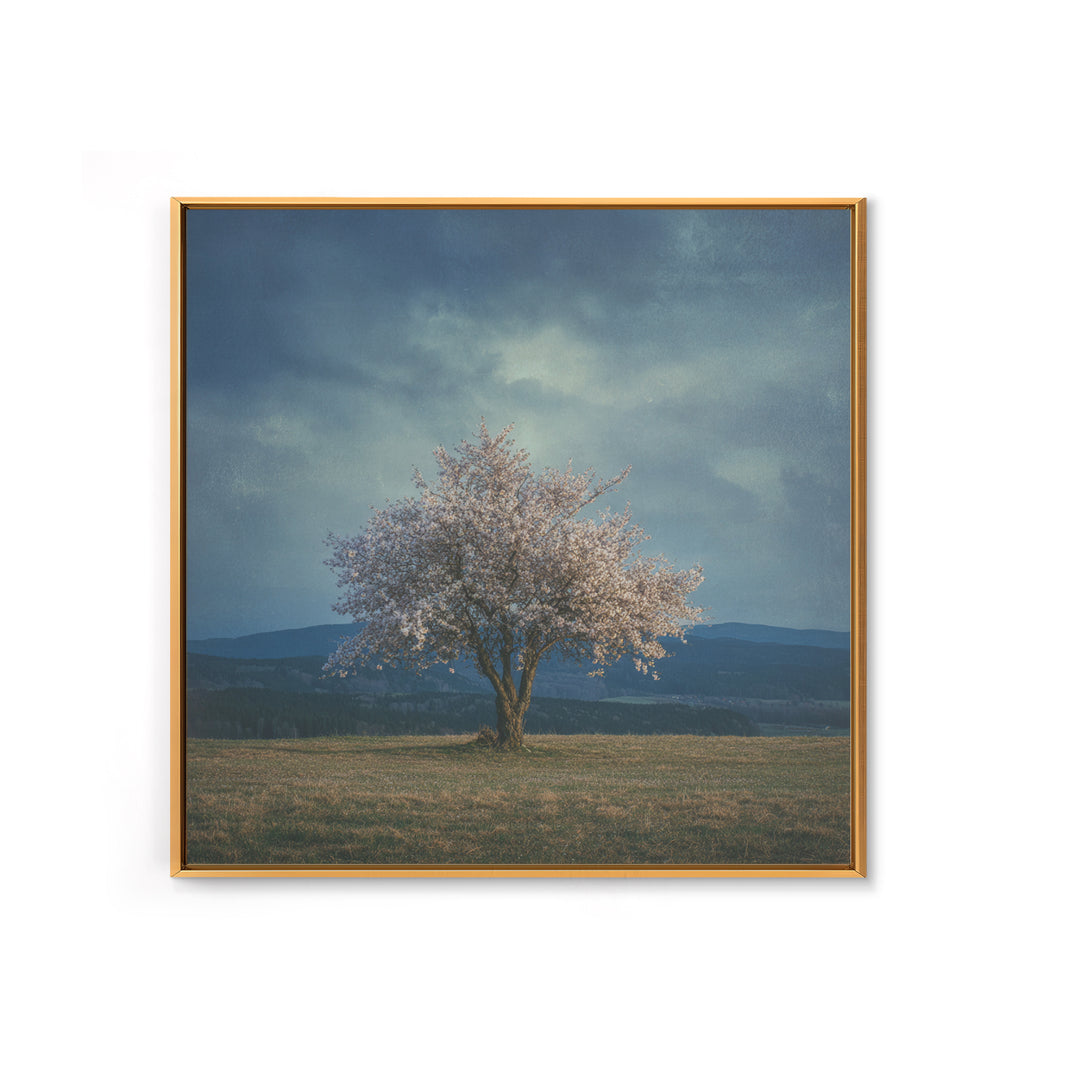 Spring Cherry Blossoms Framed Canvas Print, Nature Art, Modern Wall Art, Living Room Decor, Fine Art, Nature, Mountain Art, NAT-1x1-64
