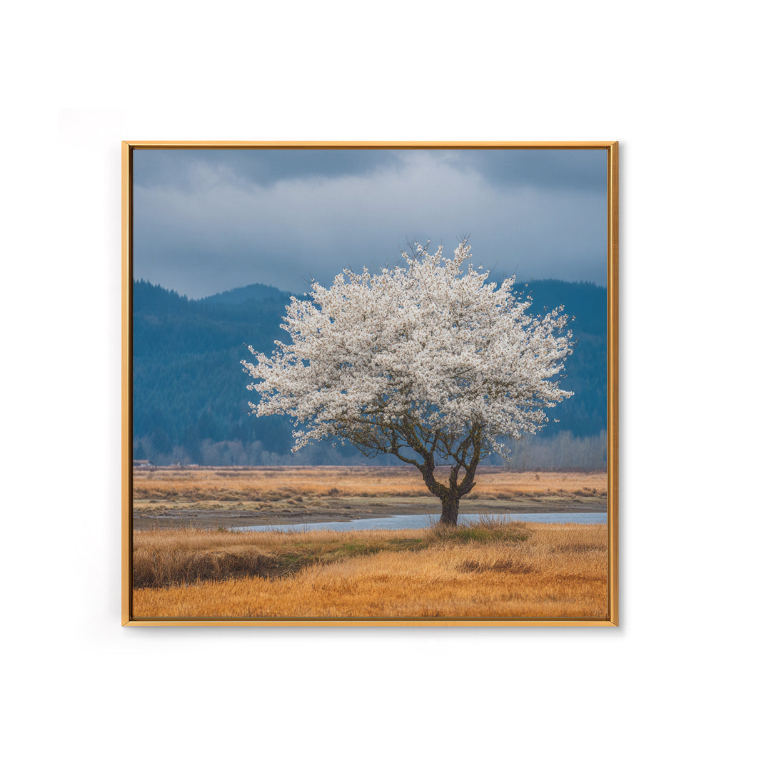 Spring Cherry Blossoms Framed Canvas Print, Nature Art, Textured Painting, Living Room Decor, Fine Art, Nature, NAT-1x1-88