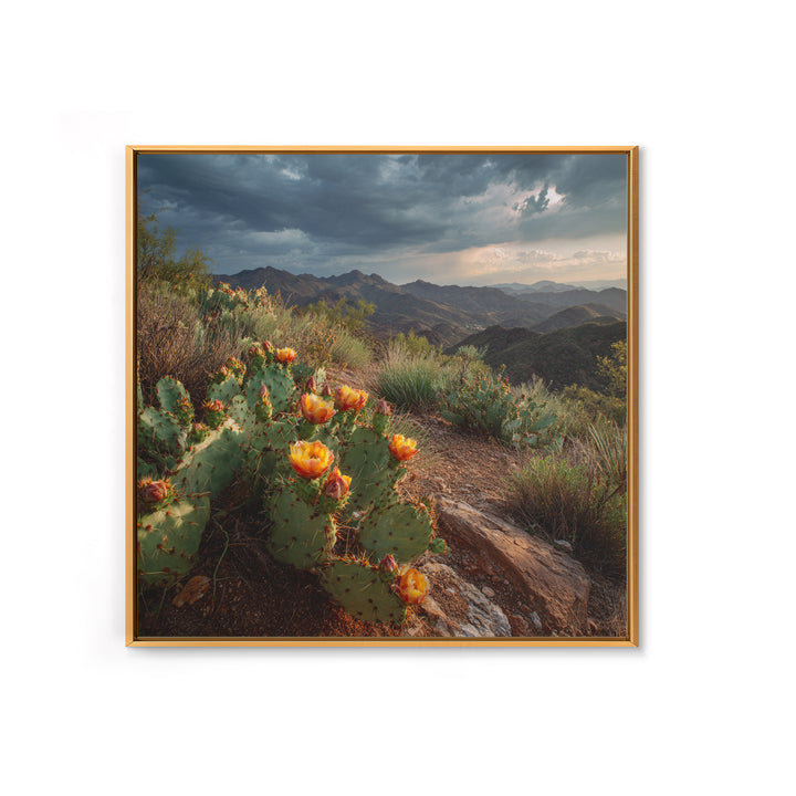 Desert Cactus Blooming After Rain Canvas Print, Nature Art, Nature Wall Art, Living Room Decor, Fine Art, Nature, NAT-1x1-92