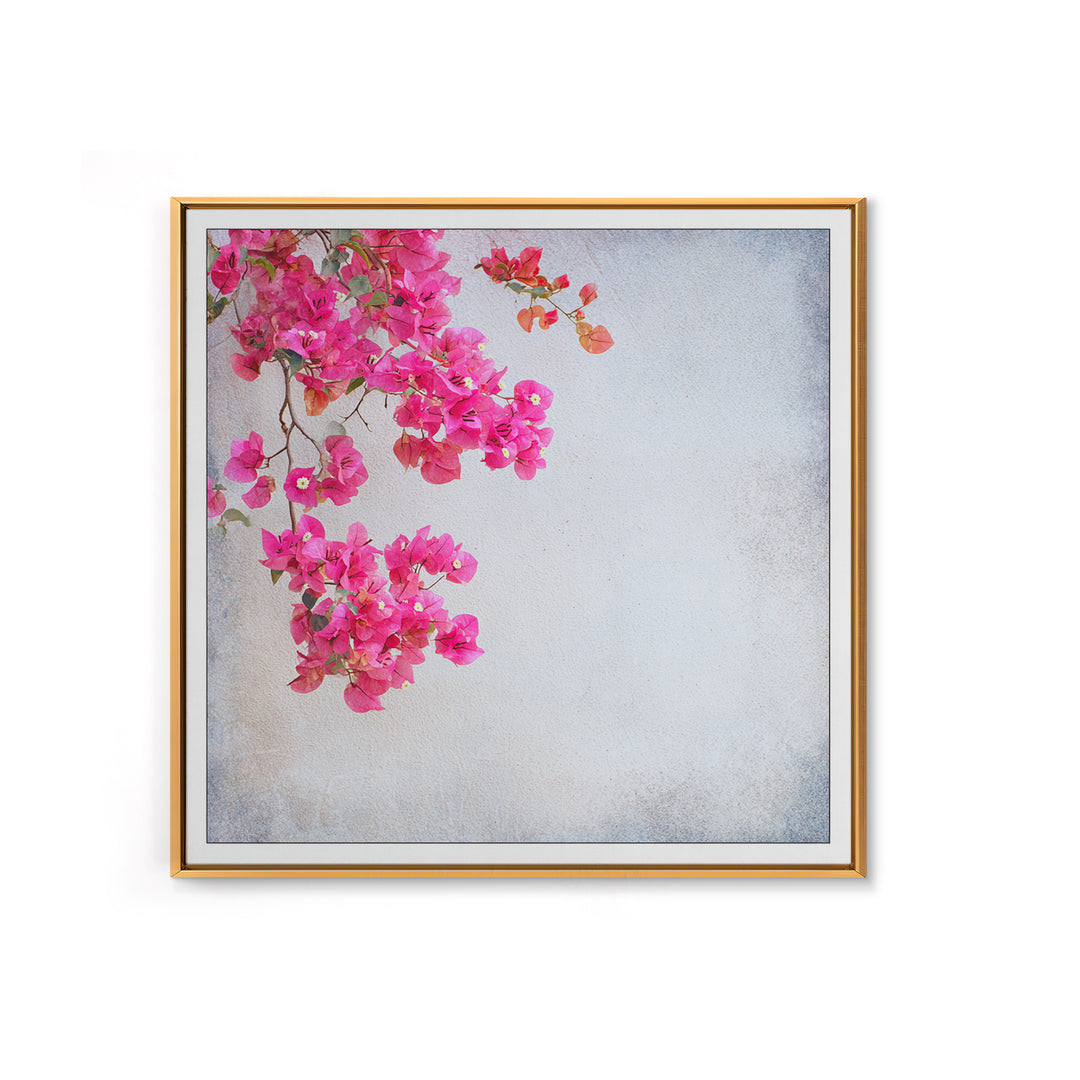 Pink Bougainvillea over White Wall Framed Canvas Print, Tropical Art, Room Decor, Living Room Decor, Fine Art, Tropic, TRO-1x1-40