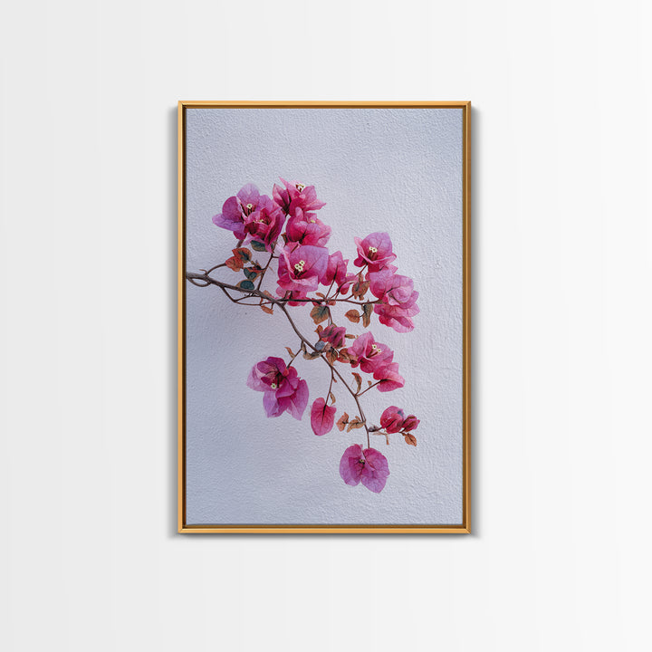 Pink Bougainvillea over White Wall Framed Canvas Print, Tropical Art, Modern Decor, Living Room Decor, Fine Art, Tropic, TRO-2x3-24