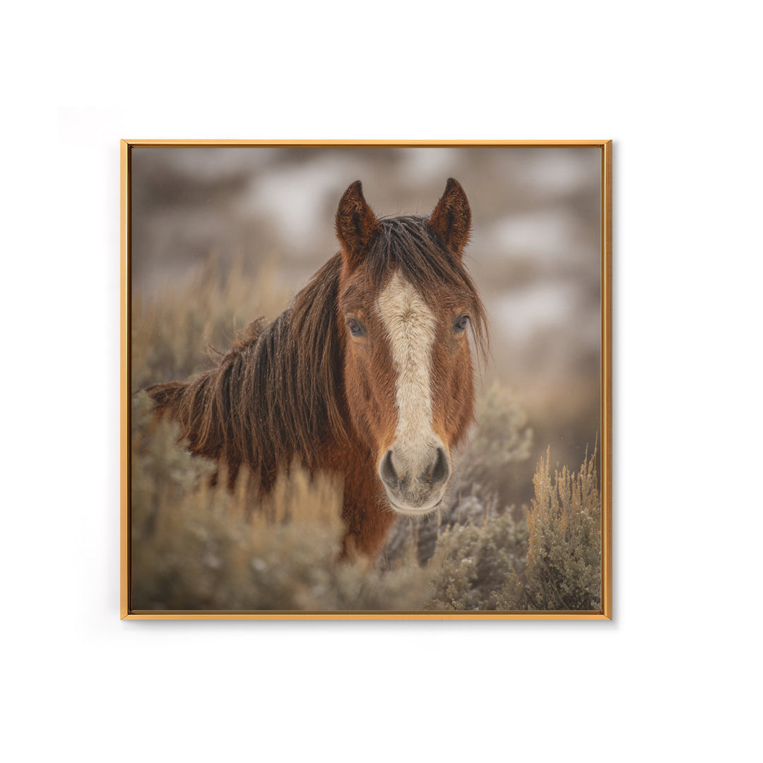 Wild Horse Portrait Framed Canvas Print, Wall Art, Boho Decor, Living Room Decor, Fine Art, Painting, Art Print, WAL-1x1-37