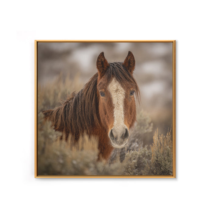 Wild Horse Portrait Framed Canvas Print, Wall Art, Boho Decor, Living Room Decor, Fine Art, Painting, Art Print, WAL-1x1-37