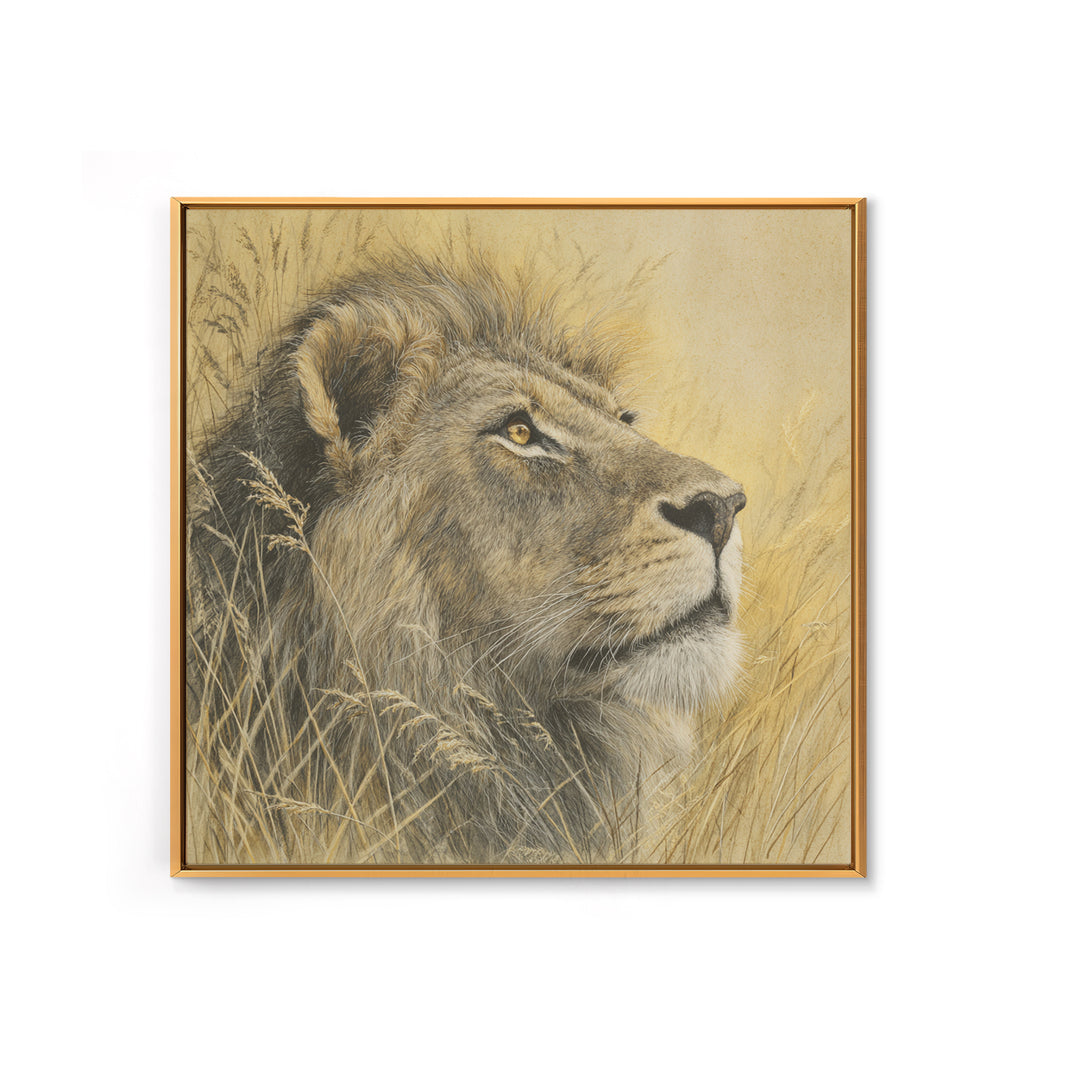 Lion Emerging from Golden Savanna Grass Framed Canvas Print, Wildlife Art, Rustic Home Decor, Living Room Decor, Fine Art, Wild, WIL-1x1-1